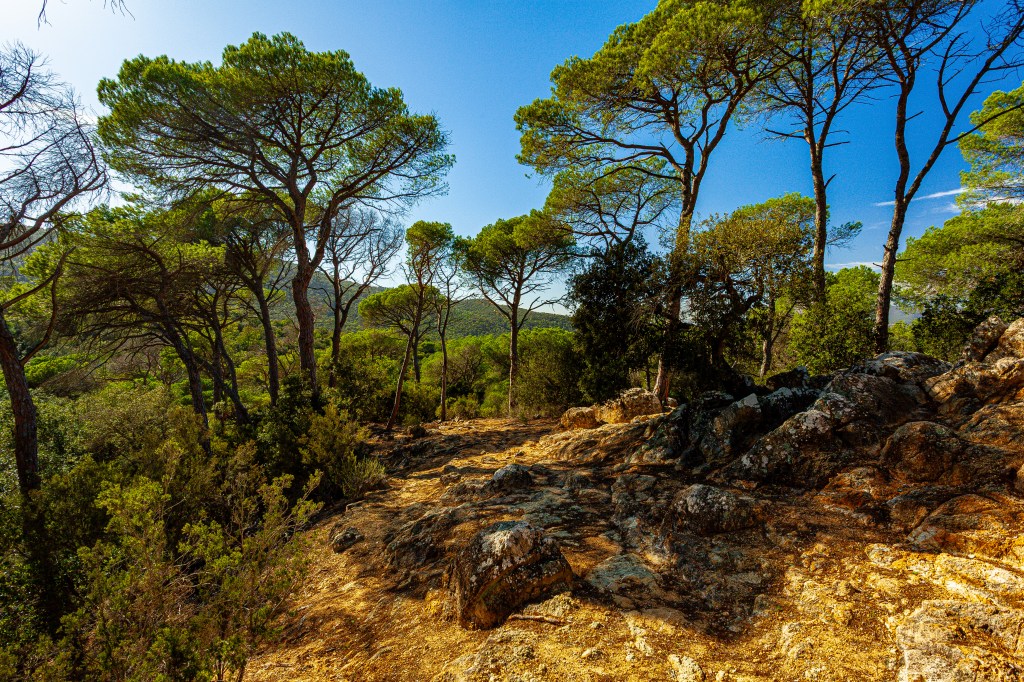 Parc del montnegre Catalunya Espagne